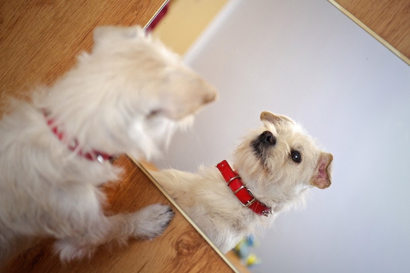 cute puppy looking at the mirror