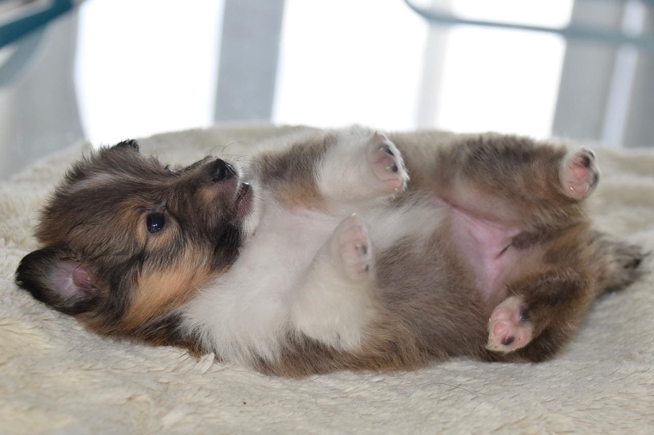 cute puppy sleeping on back