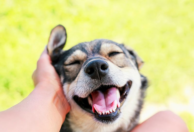 cute puppy with a happy face in pleasure and opened his mouth at the hands of man