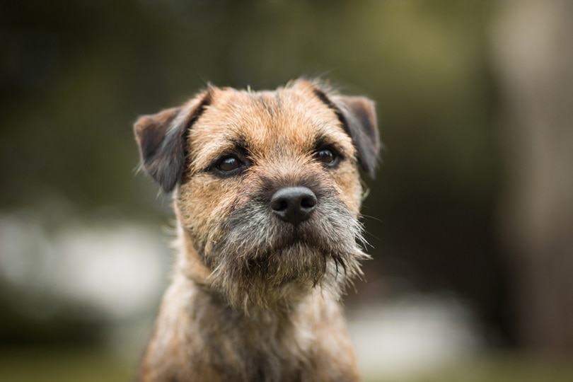 cute-purebred-border-terrier-portrait_xkunclova_shutterstock
