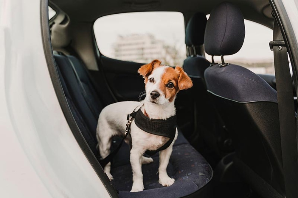 cute-small-jack-russell-dog-in-a-car-wearing-a-safe-harness-and-seat-belt-in-a-car