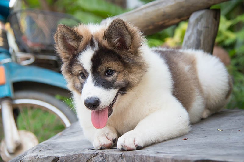 cute thai bangkaew dog puppies