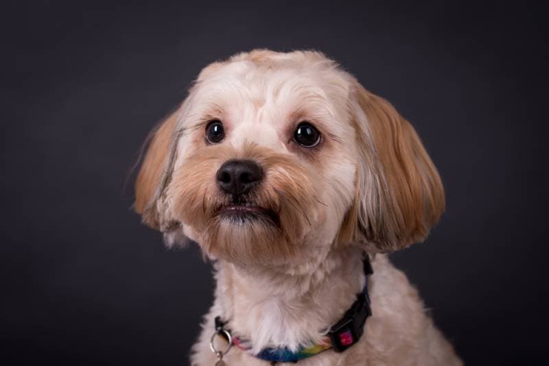 cute tricolored maltipoo dog