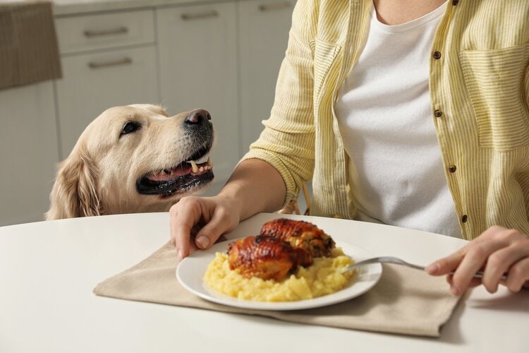 dog begging for food at table