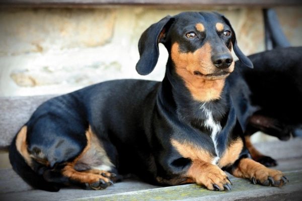 Dachshund