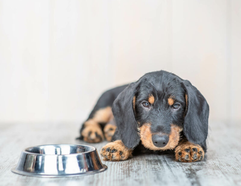 dachshund beside its bowl