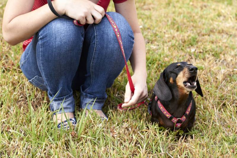 dachshund dog howling beside owner