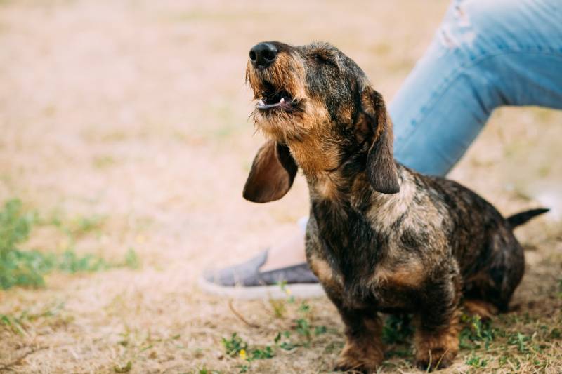 dachshund dog howling outdoors