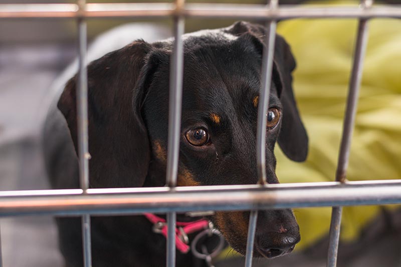 dachshund in metal crate