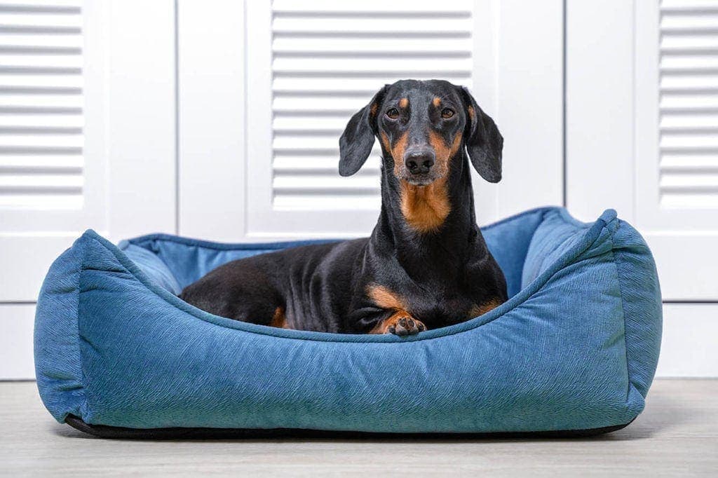 dachshund-nesting_Masarik_Shutterstock