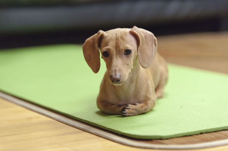 dachshund resting in the floor