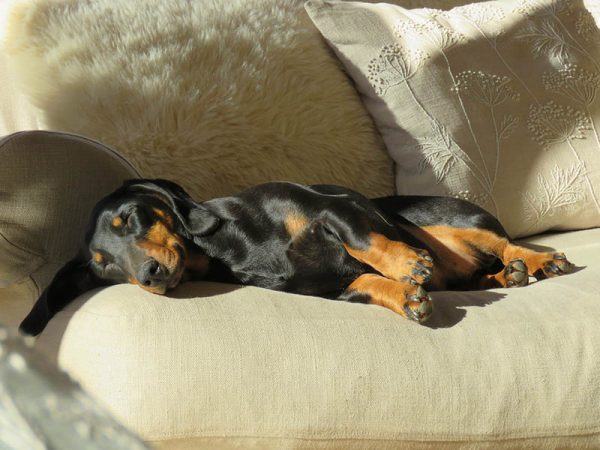 dachshund sleeping on the couch