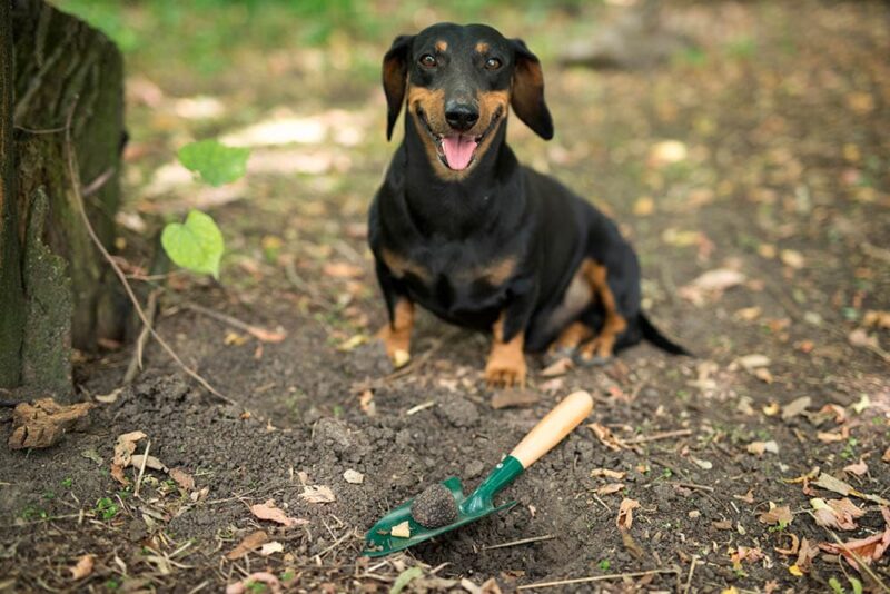 dachshund truffle hunter