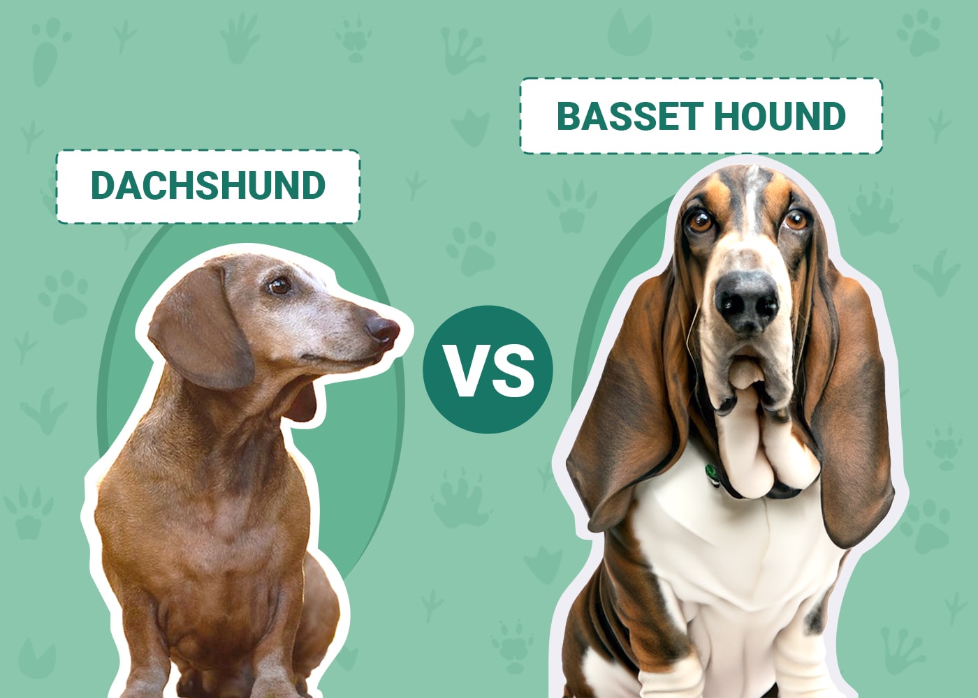 Dachshund vs. Basset Hound The Differences (With Pictures) Dogster