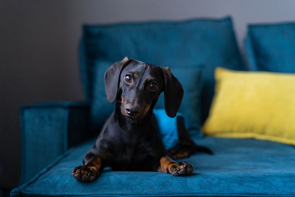 Dachshund wearing diaper sitting on the sofa