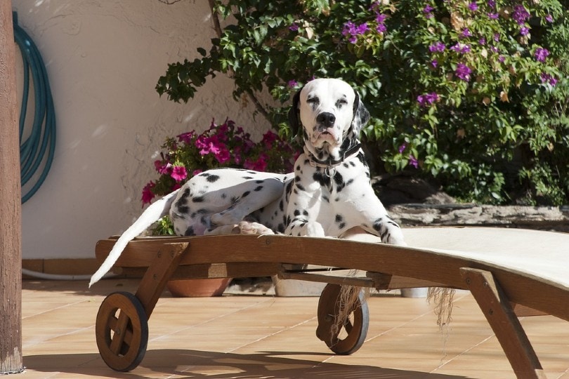 dalmatian dog basking in the sun