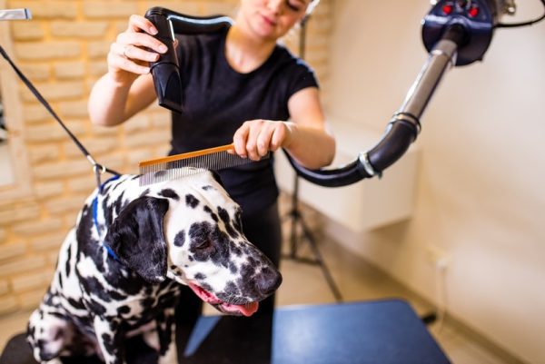 dalmatian dog grooming