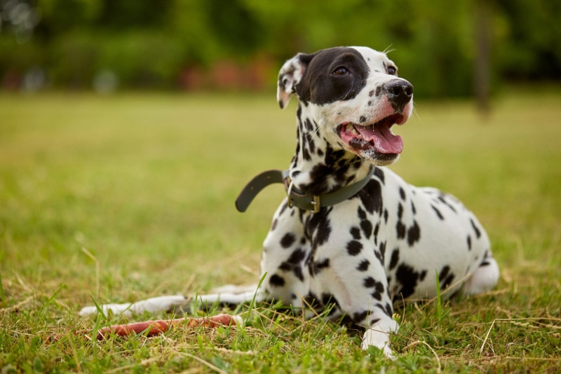 dalmatian dog lying outdoor