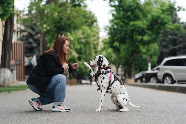 Dalmatian dog training