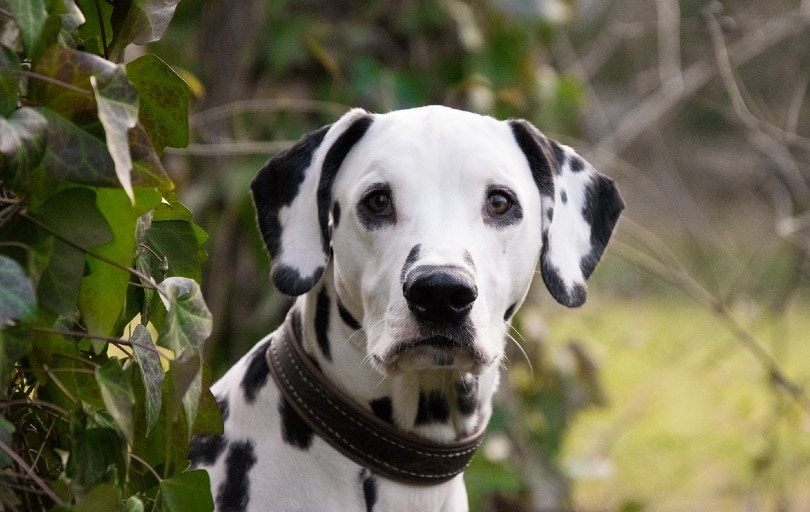 dalmatian face