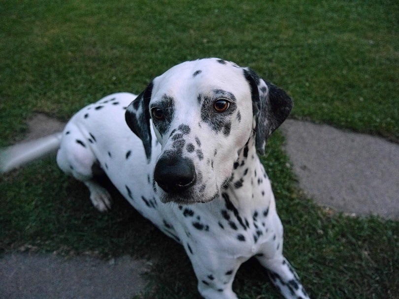 dalmatian in grass_Piqsels