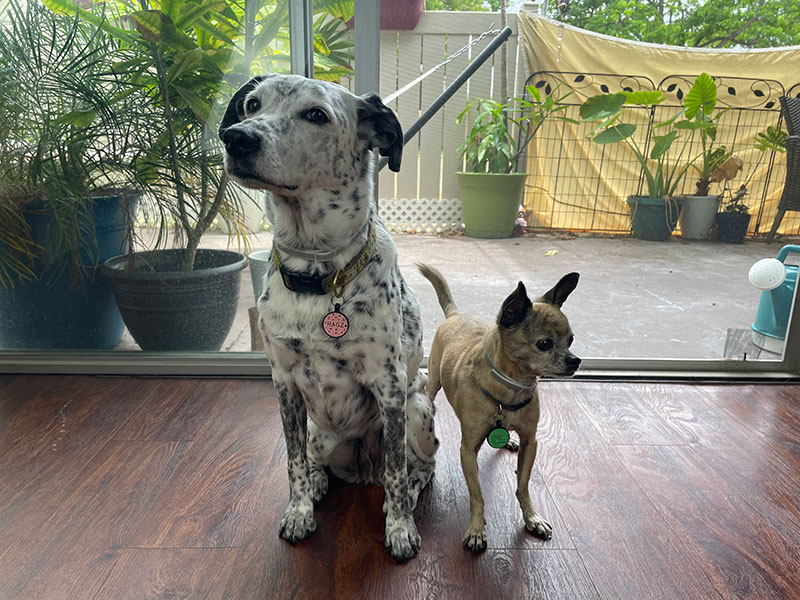 dalmatian mix and chihuahua mix dogs wearing sobaken flea and tick collars.jpg