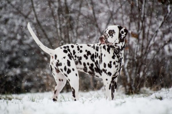 dalmatian standing on snow