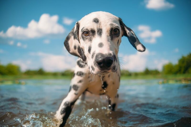 dalmatian swims in a pond