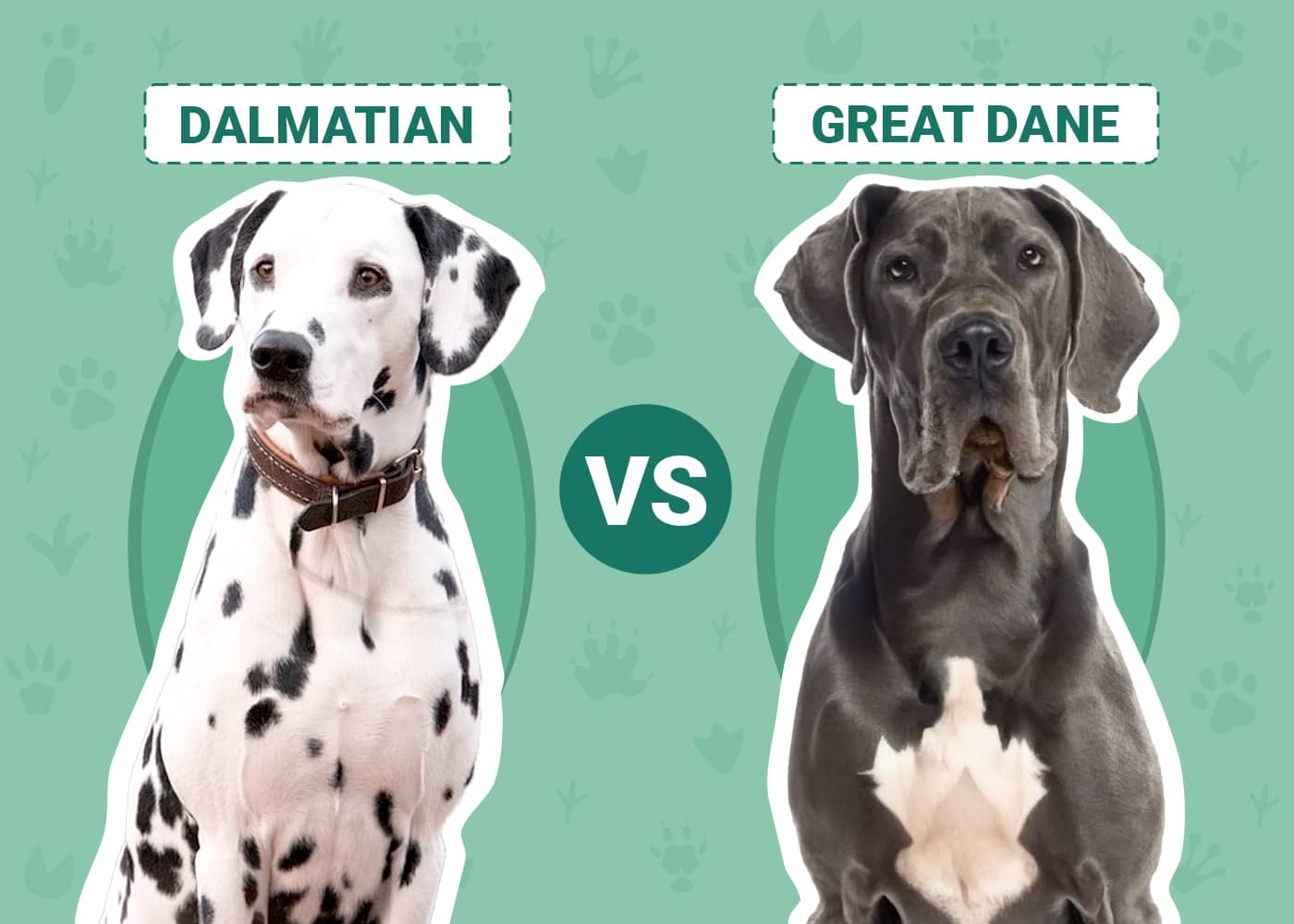Dalmatian vs Great Dane