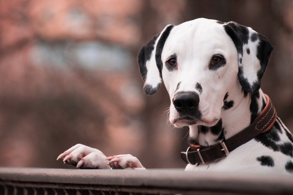 dalmation dog wearing collar