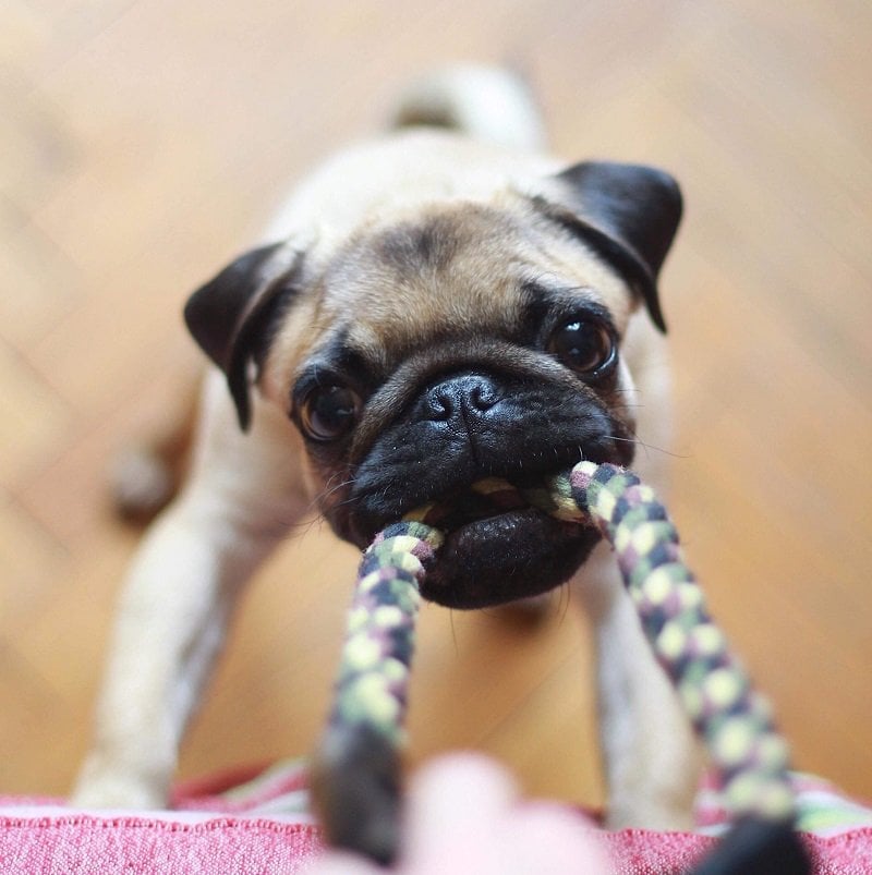 Pug behavior