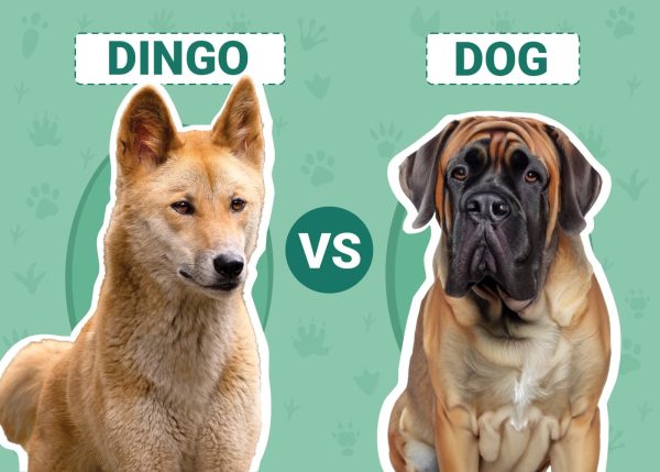 Dingo vs. Dog