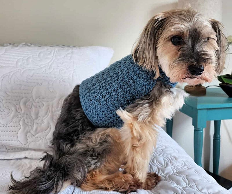 diy crochet dog sweater
