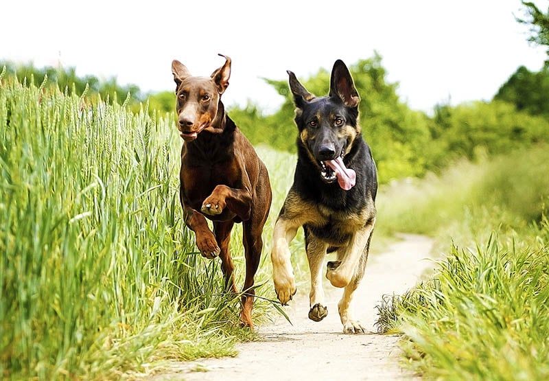doberman and german shepherd running