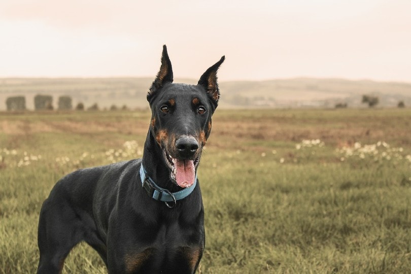 doberman close up