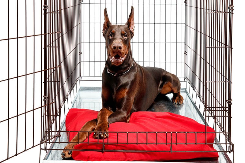 Doberman in a crate