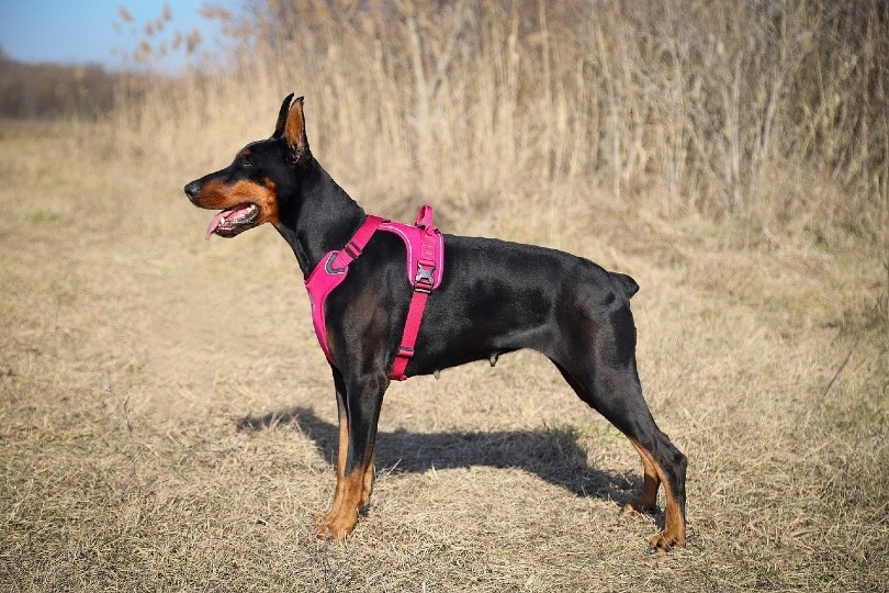 doberman in a harness