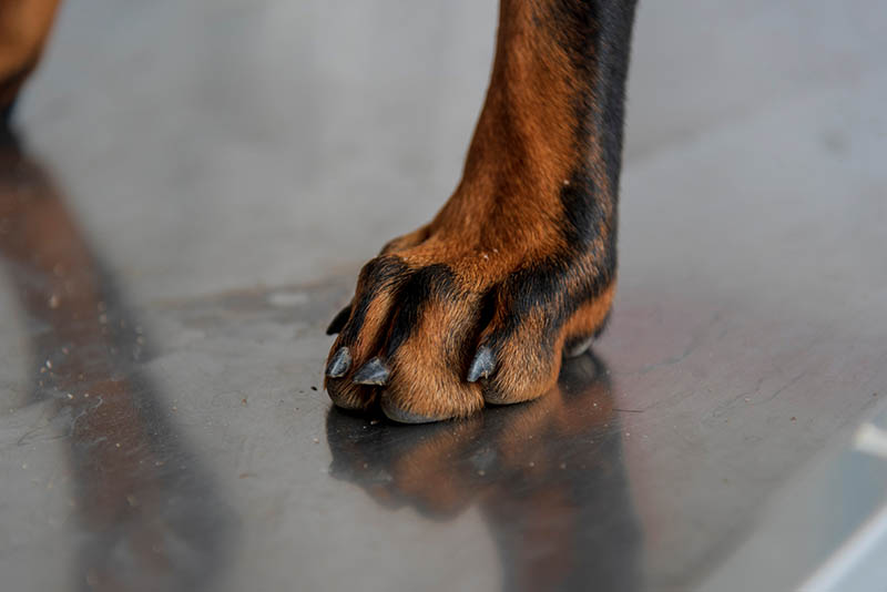 doberman long nails