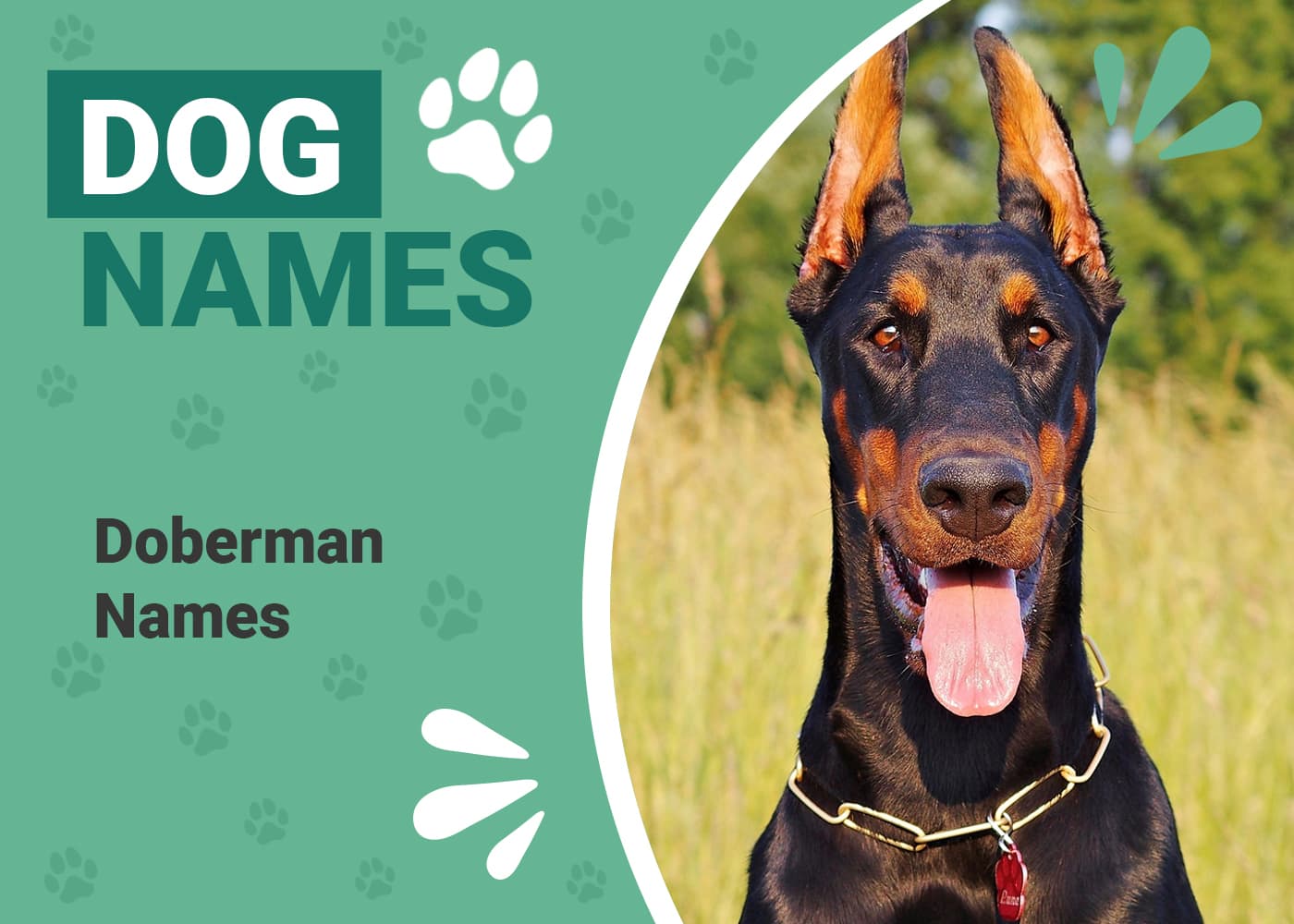 180 Doberman Names Cool, Tough & Unique Ideas Dogster