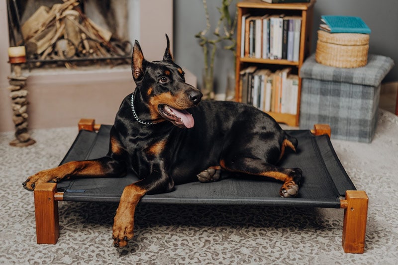 doberman on dog bed