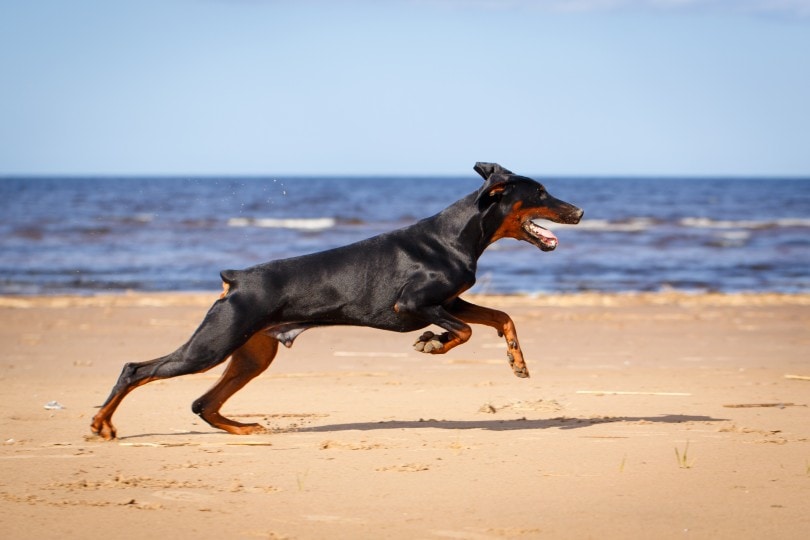 doberman pincher exercise