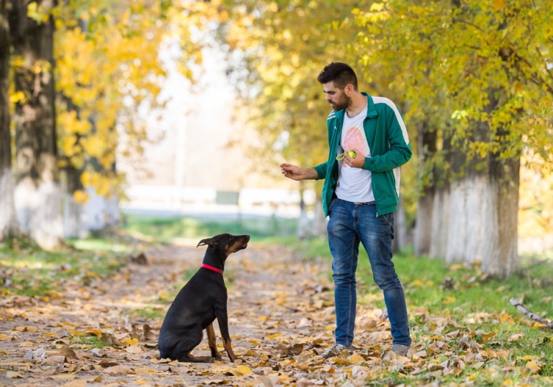 doberman pincher training