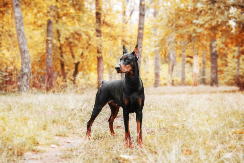 doberman pinscher standing on the grass