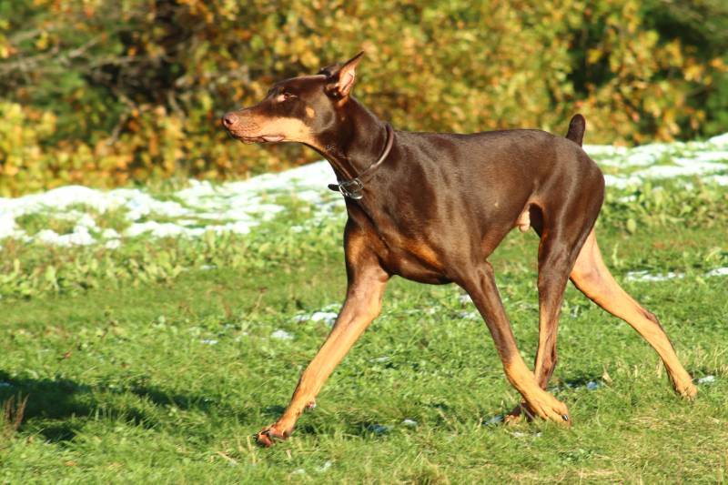 doberman pinscher walking in a grassy field