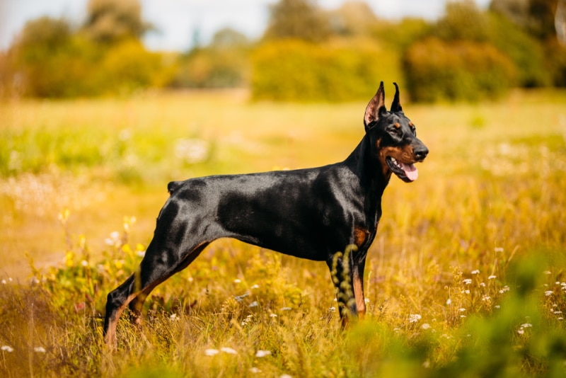 doberman standing on the grass