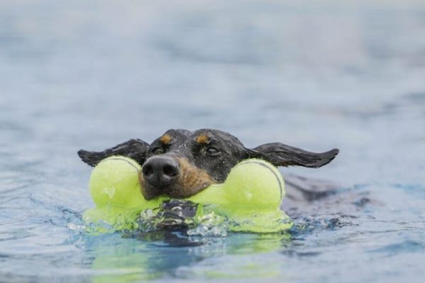 doberman-swimming-pool_Victoria-Rak-shutterstock-e1669639126427