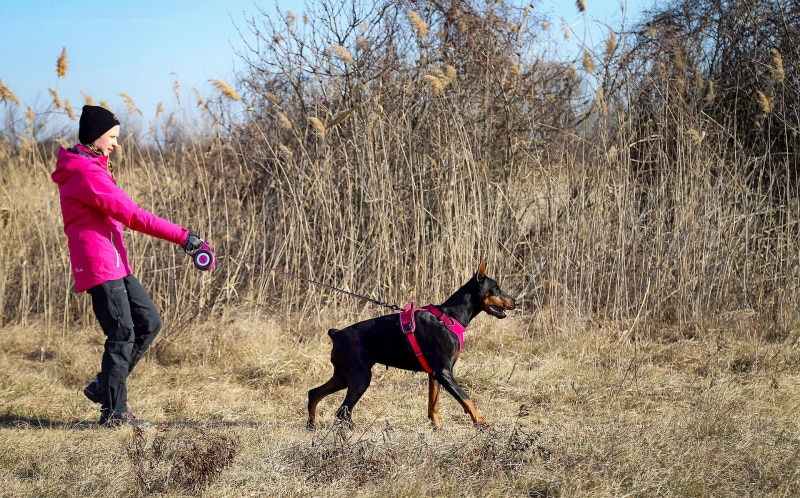 doberman training