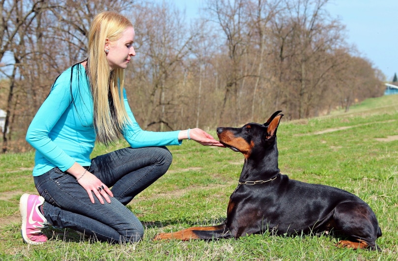 doberman training