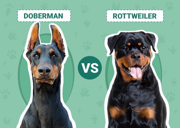 Doberman vs Rottweiler