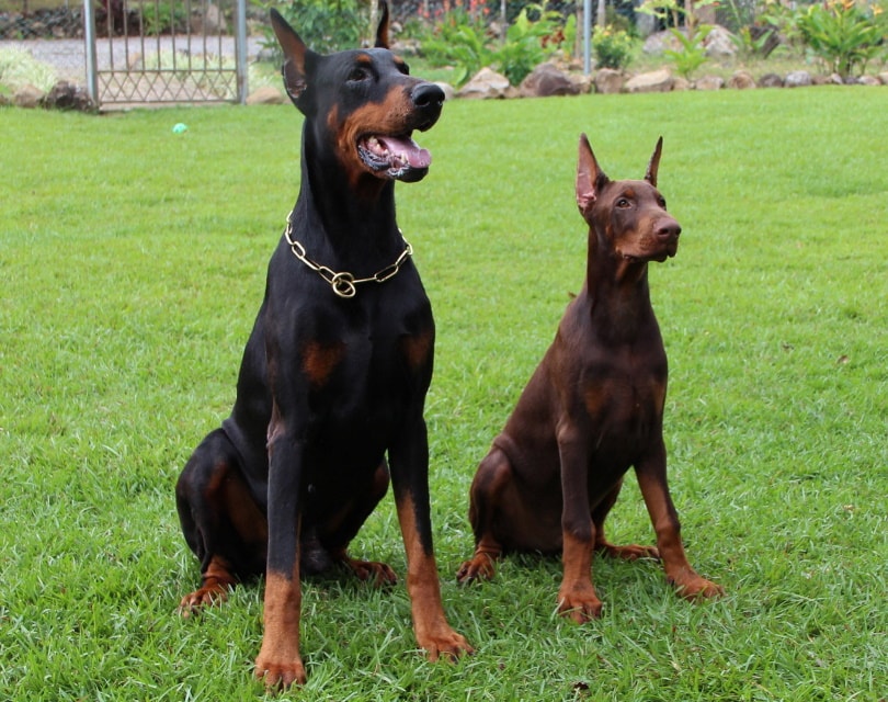 dobermans sitting on grass